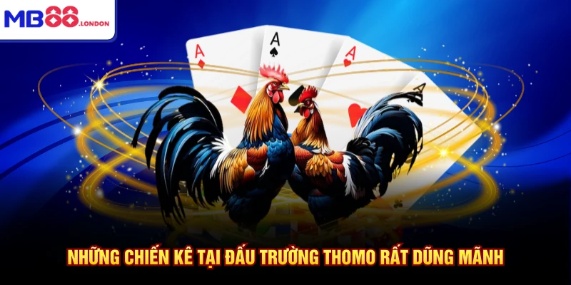 Những chiến kê tại đấu trường Thomo rất dũng mãnh